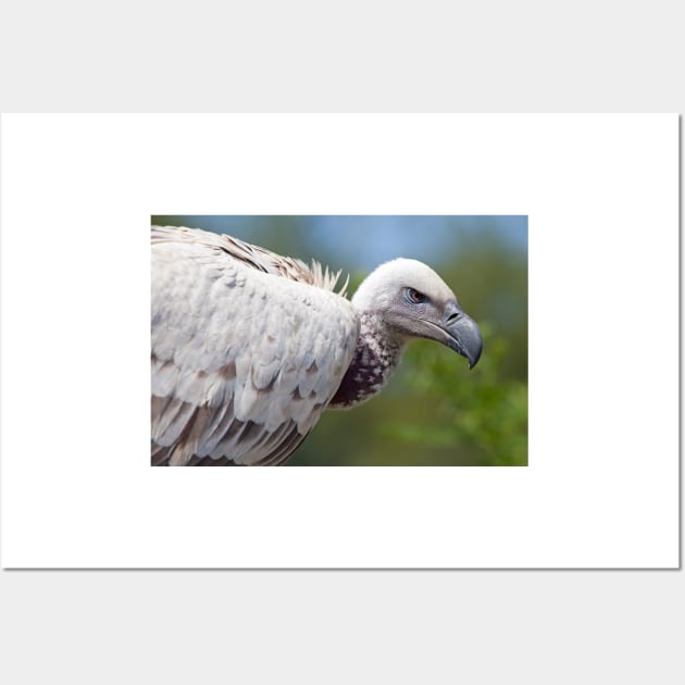 Cape Vulture close-up Wall Art by Melissa Peltenburg Travel Photography